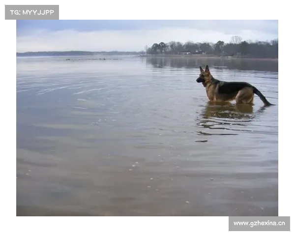 辐射4中如何治疗狗的全新方式 辐射4中如何治疗狗的全新方式